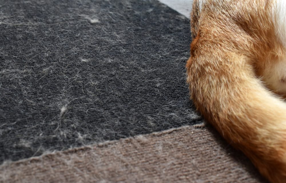 Cara Menghilangkan Bulu Kucing di Karpet